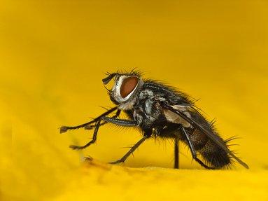 Flesh Fly